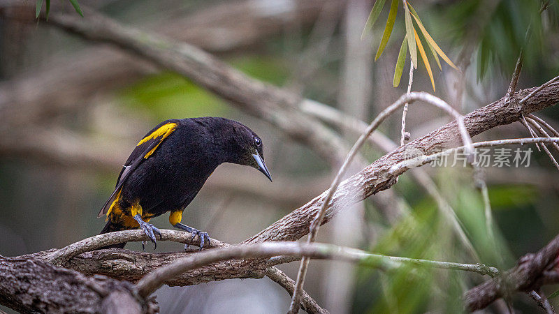 古巴黄鹂mâle， (Icterus melanopsis)，雄性古巴黄鹂，Península de Zapata国家公园，古巴。